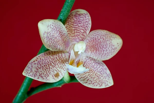 Flor Uma Orquídea Com Fundo Vermelho — Fotografia de Stock