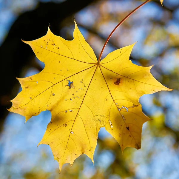 Esdoornblad Met Kleurrijke Herfst Kleuren Oktober — Stockfoto