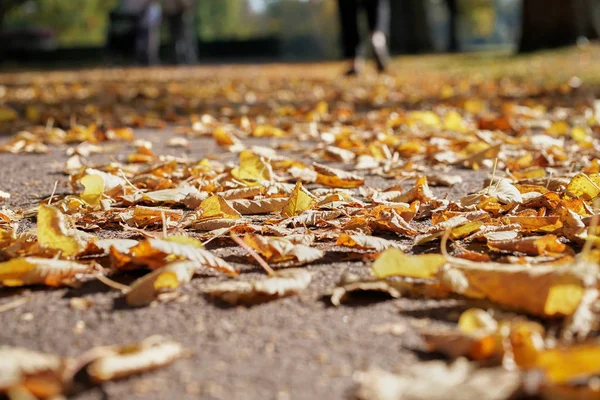 Poklesla Podzimní Listí Pěšině Říjnu — Stock fotografie