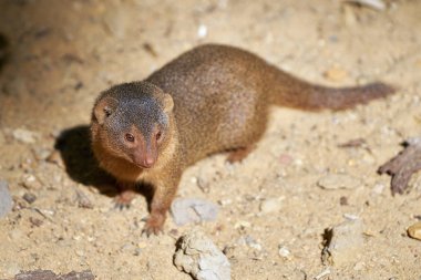 meraklı cüce gelincik Uganda yol üzerinde                               