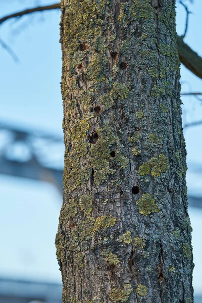 Дерево Зараженное Азиатским Длиннороговым Жуком Магдебурге Германии Жук Распространяется Европе — стоковое фото