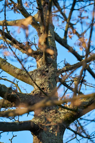 Árbol Infestado Por Escarabajo Cuerno Largo Asiático Magdeburgo Alemania Escarabajo — Foto de Stock