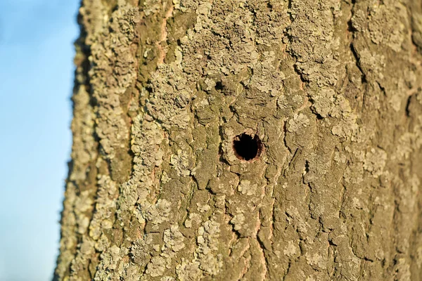 Ett Träd Som Angripet Den Asiatiska Longhorn Beetle Magdeburg Tyskland — Stockfoto