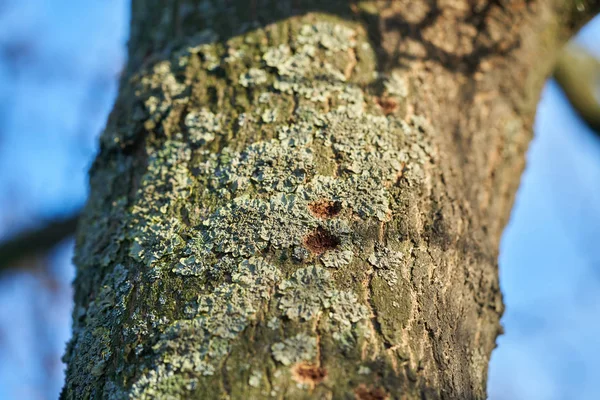   Asya longhorn böceği Magdeburg Almanya tarafından kuşatılmış bir ağaç. Böcek çevresinde 2000 yılından bu yana Avrupa'da yayılıyor ve yaprak döken ağaçların zarar.                              