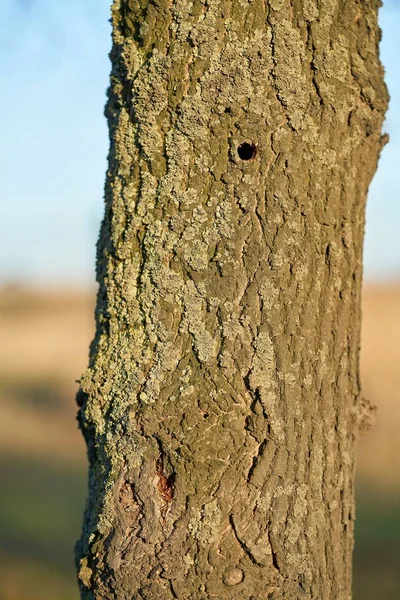 Ett Träd Som Angripet Den Asiatiska Longhorn Beetle Magdeburg Tyskland — Stockfoto