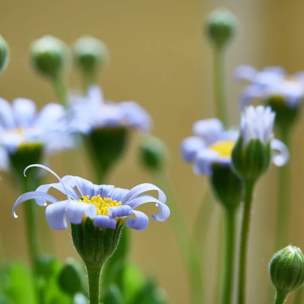 庭で夏の青いデイジー — ストック写真