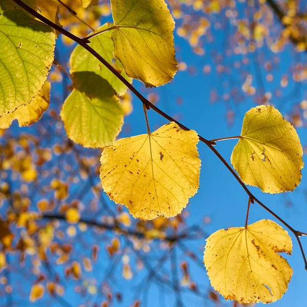 Blätter Einer Linde Mit Herbstfärbung Oktober Herbst — Stockfoto