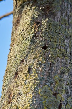   Magdeburg 'daki Asya uzun boynuzlu böceği tarafından istila edilmiş bir ağaç. Asya 'dan gelen böcek ilk kez 2001 yılında Avrupa' da kaydedildi..                