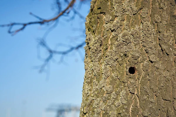 Дерево Зараженное Азиатским Лонгхорном Магдебурге Жук Азии Впервые Зарегистрирован Европе — стоковое фото