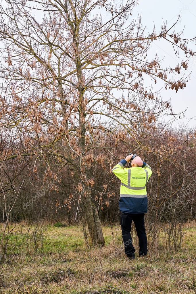 Expert during the examination of trees for a possible pest infestation by the Asian longhorned beetle.  The beetle from Asia was first registered in Europe in 2001.