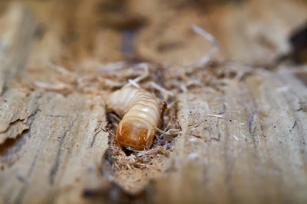 Larva Large Poplar Longhorn Beetle Saperda Carcharias Wood Poplar Tree — Stock Photo, Image