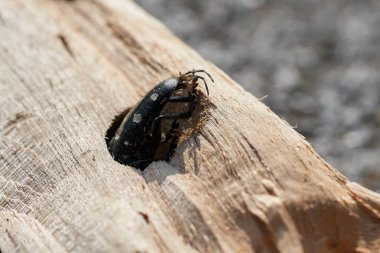 Asian longhorn beetle (Anoplophora glabripennis) is stuck in the wood of a maple tree                                clipart