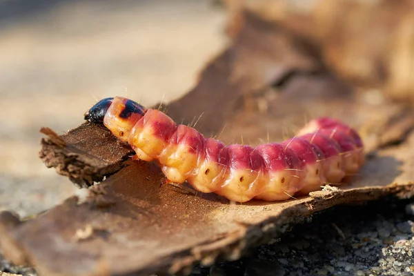 Oruga Una Polilla Cabra Cossus Cossus Corteza Árbol — Foto de Stock