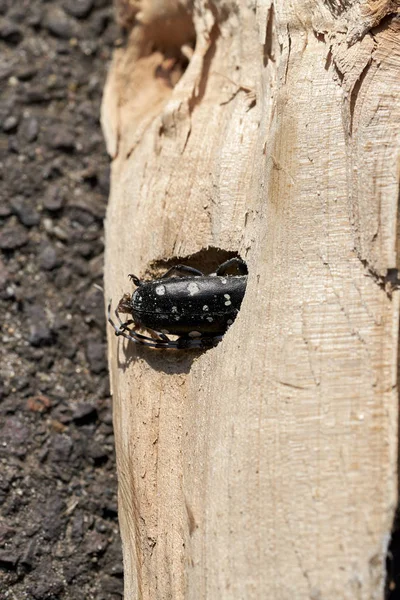 Ασίας Σκαθάρι Anoplophora Glabripennis Είναι Κολλημένο Στο Ξύλο Έναν Πλάτανο — Φωτογραφία Αρχείου