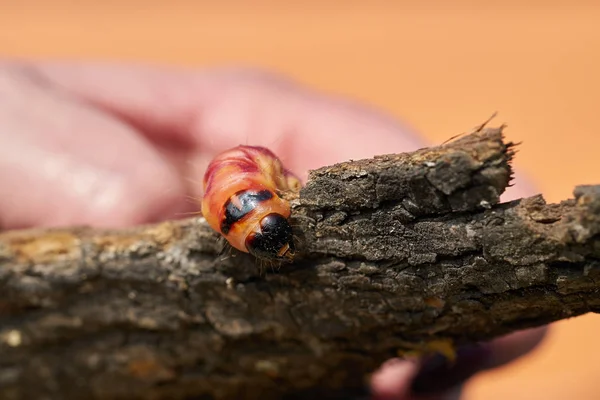 Oruga Una Polilla Cabra Cossus Cossus Corteza Árbol — Foto de Stock