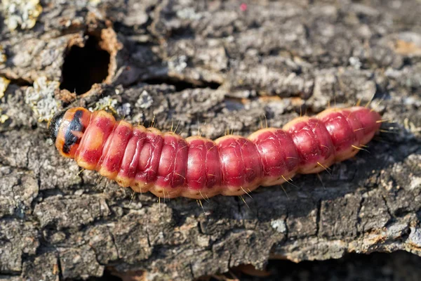 Caterpillar Μιας Πεταλούδας Κατσίκα Cossus Cossus Στο Φλοιό Ενός Δέντρου — Φωτογραφία Αρχείου