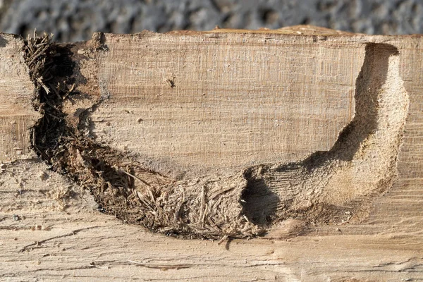 Túnel Alimentación Escarabajo Asiático Cuerno Largo Anoplophora Glabripennis Madera Árbol — Foto de Stock