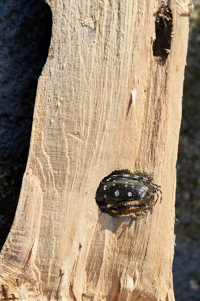 Asya Longhorn Böcek Anoplophora Glabripennis Bir Akça Ağaç Ormanda Sıkıştı — Stok fotoğraf