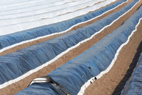 Foil Covered Asparagus Field Early Spring Harvest — Stock Photo, Image