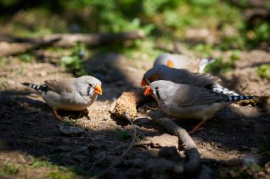  Yerde yemek yerken Zebra finches                               