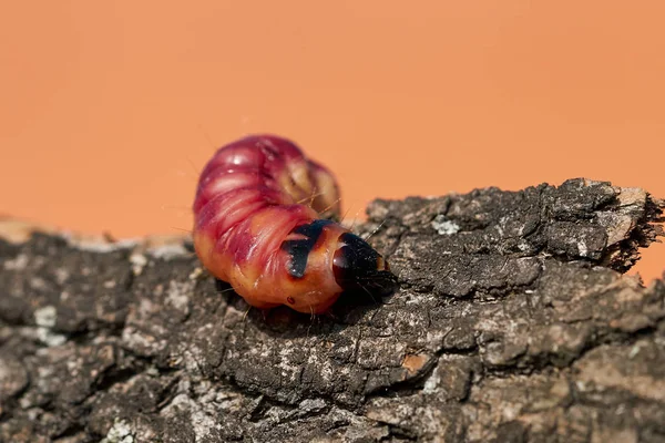 Larva Una Polilla Cabra Cossus Cossus Corteza Árbol —  Fotos de Stock