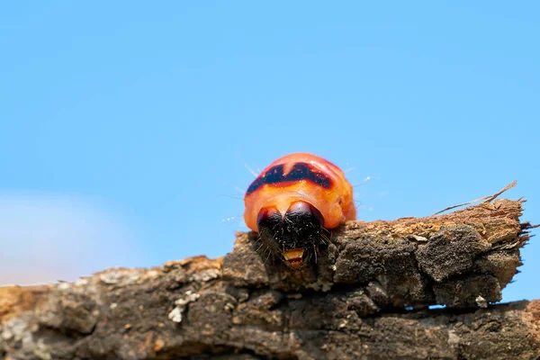 Larva Una Polilla Cabra Cossus Cossus Corteza Árbol — Foto de Stock