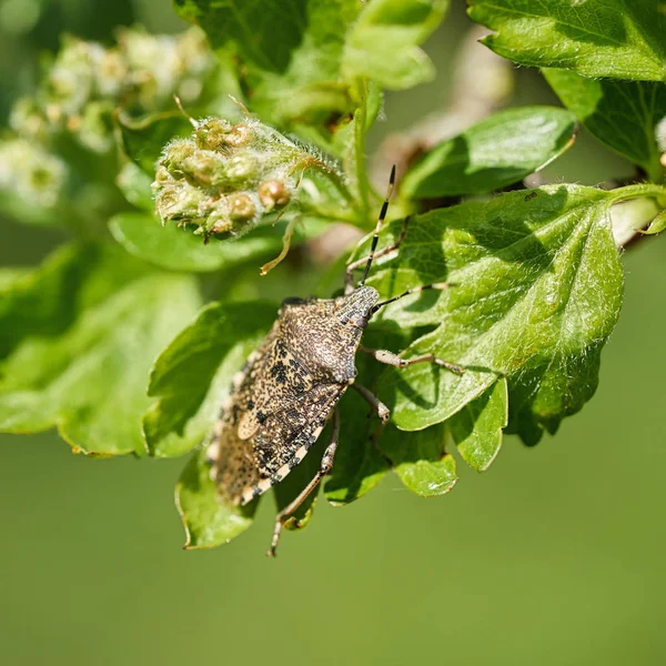 Mottled Shieldbug Rhaphigaster Nebulosa Espino Primavera — Foto de Stock