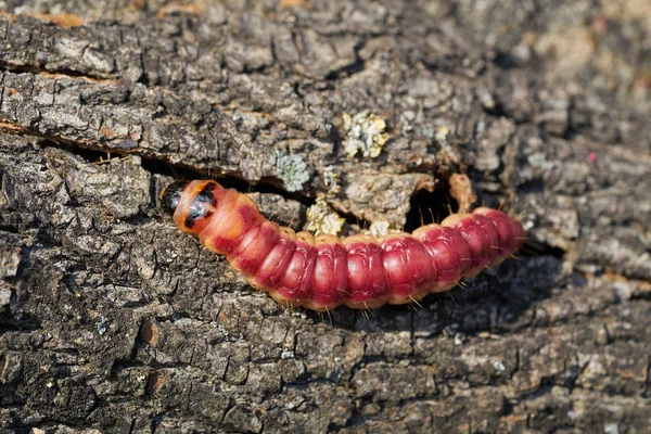 Larva Una Polilla Cabra Cossus Cossus Corteza Árbol — Foto de Stock