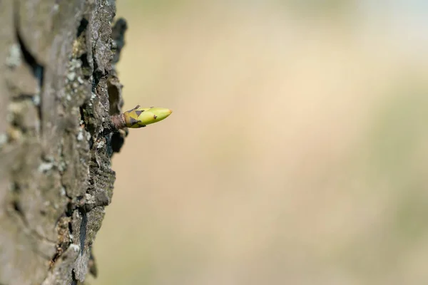 Genç Tomurcuk Lkbaharda Ağaçta — Stok fotoğraf