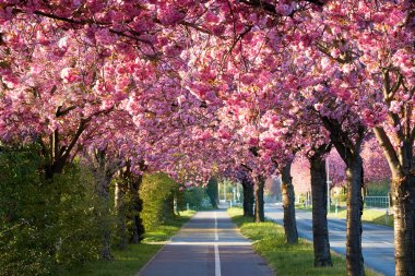    Avenue of blooming cherry trees in spring in downtown Magdeburg in Germany                             clipart