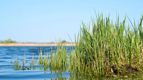 ドイツのマクデブルク近くの自然保護区の湖の岸の草 — ストック写真