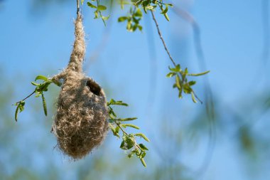Nest of a Penduline Tit (Remiz pendulinus) in spring in a nature reserve near Magdeburg in Germany
