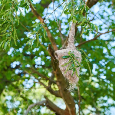 Nest of a Penduline Tit (Remiz pendulinus) in spring in a nature reserve near Magdeburg in Germany