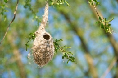 Nest of a Penduline Tit (Remiz pendulinus) in spring in a nature reserve near Magdeburg in Germany
