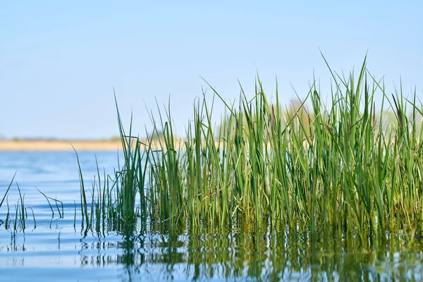 Tráva Břehu Jezera Přírodní Rezervaci Nedaleko Magdeburgu Německu — Stock fotografie