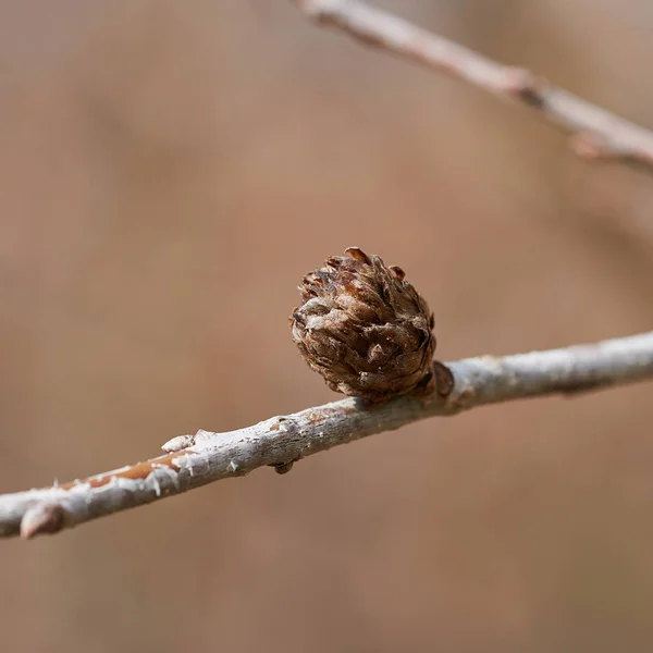 オークの葉の芽に胆汁ワスプ アンドリカスフェクニター による害虫の侵入 — ストック写真