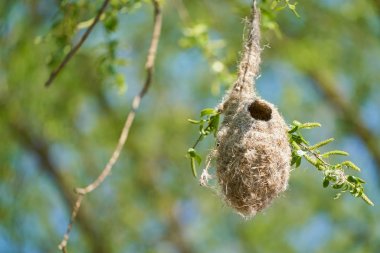     Nest of a Penduline Tit (Remiz pendulinus) in spring in a nature reserve near Magdeburg in Germany                            