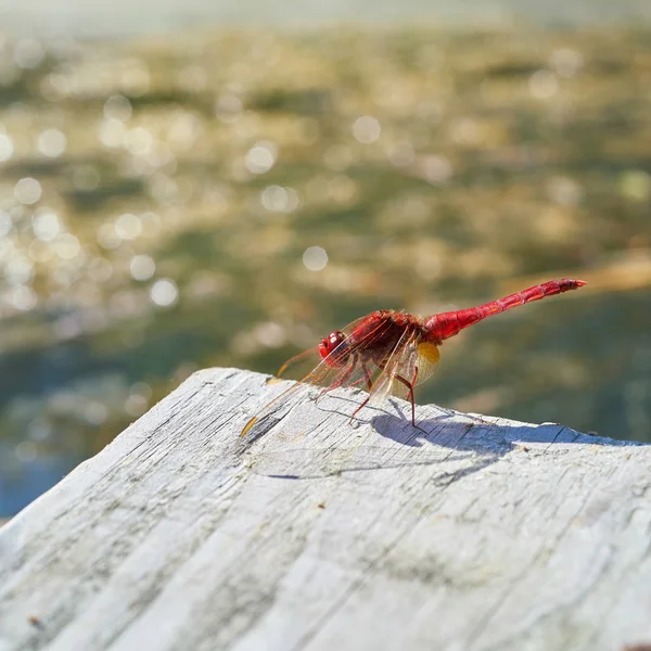 Libélula Escarlata Crocothemis Erythraea Yetty Lago Alemania — Foto de Stock