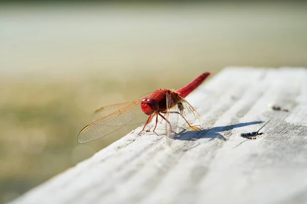 Libélula Escarlata Crocothemis Erythraea Yetty Lago Alemania — Foto de Stock