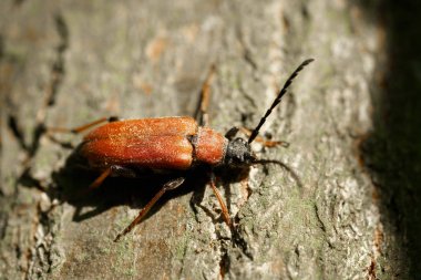  Yaz aylarında ormanda bir ağaç gövde üzerinde kırmızı-kahverengi Longhorn Beetle (Stictoleptura Rubra)                              