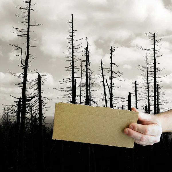 Üres Tábla Fénymásolási Hellyel Egy Halott Erdő Előtt Németországi Harz — Stock Fotó