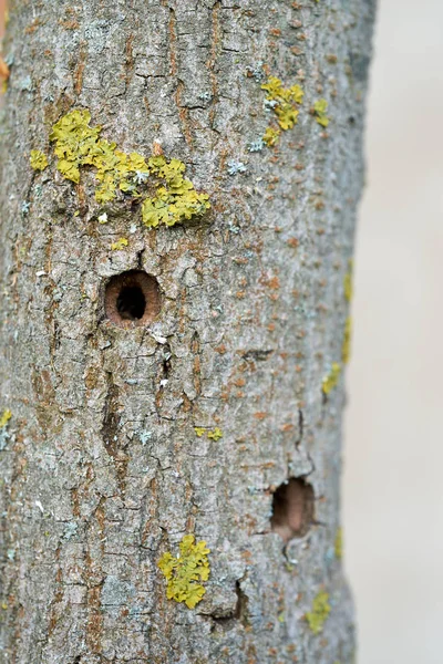 Trunk of the first ash tree damaged by the Asian longhorned beetle in Magdeburg in Germany