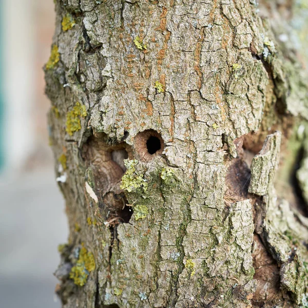 Trunk First Ash Tree Damaged Asian Longhorned Beetle Magdeburg Germany — Stock Photo, Image