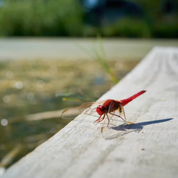 Libélula Escarlata Crocothemis Erythraea Yetty Lago Alemania — Foto de Stock