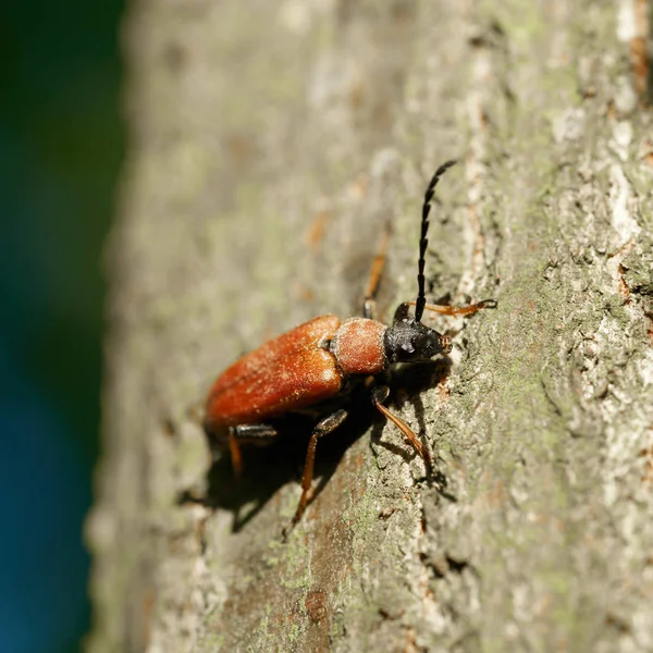 Yaz Aylarında Ormanda Bir Ağaç Gövde Üzerinde Kırmızı Kahverengi Longhorn — Stok fotoğraf