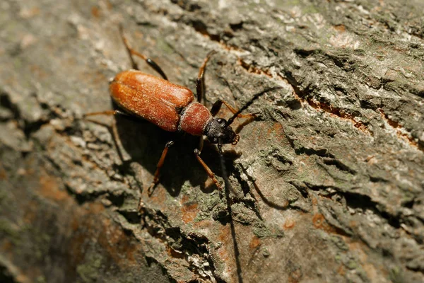 红褐色长角甲虫 斯提托莱普图拉鲁布拉 在森林的树干在夏季 — 图库照片