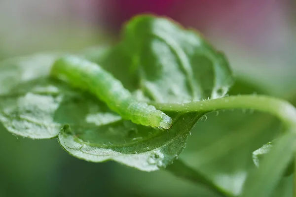 Zöld Hernyó Egy Borsmenta Növény Nyáron — Stock Fotó