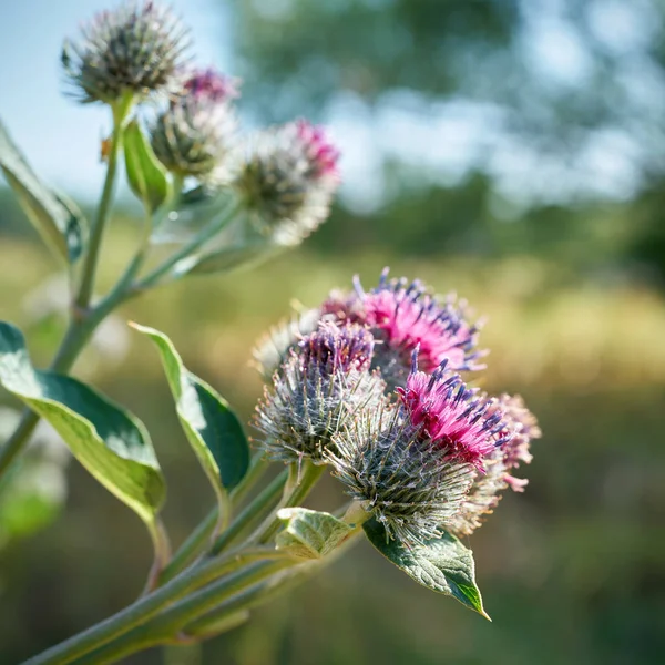 ดอกไม ของหมาป Arctium Tomentosum บนท งหญ าในฤด — ภาพถ่ายสต็อก