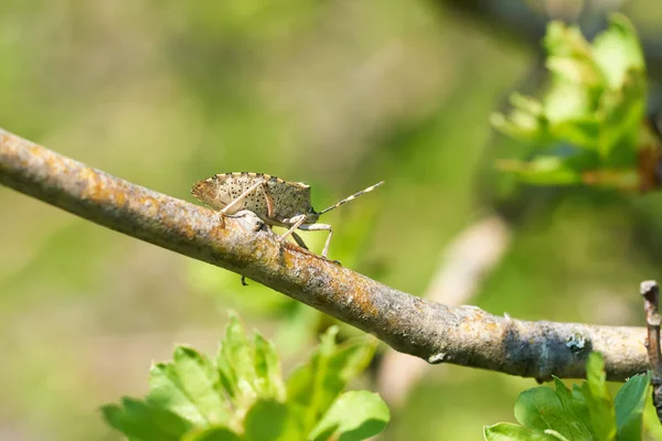 Mottled Shieldbug Rhaphigaster Nebulosa Espino Primavera — Foto de Stock