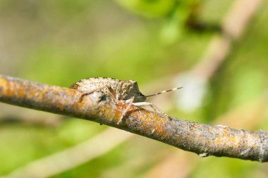  İlkbaharda bir Hawthorn üzerinde benekli Shieldbug (Rhaphigaster nebulosa)                               